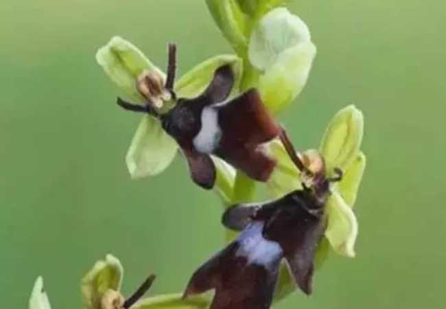 The Deceptive Fly Orchid: Nature's Master of Mimicry